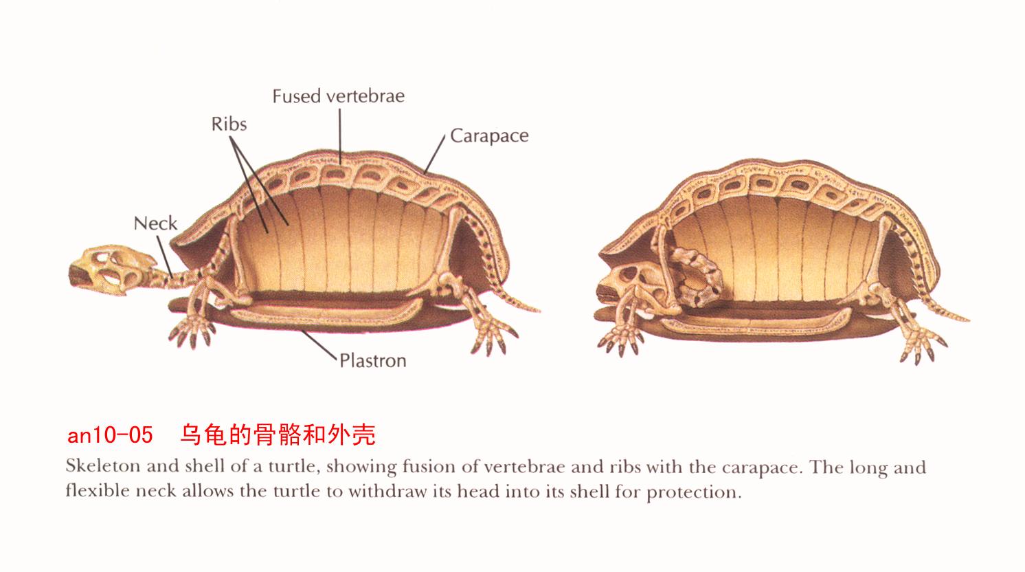 乌龟的腿上有腿骨吗?